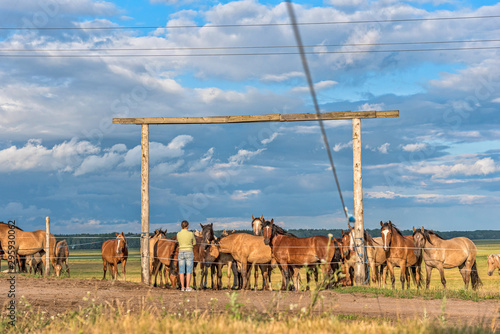 A herd of horses grazes in a paddock in the meadow.