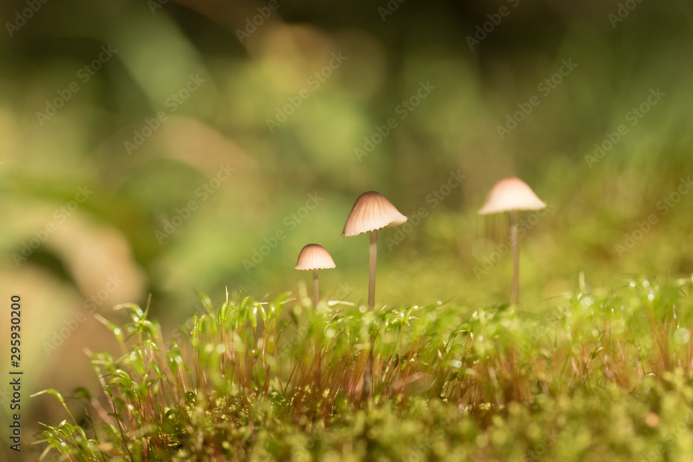 Schwindlinge, kleine zarte Pilze Schwindlinge, kleine zarte Pilze