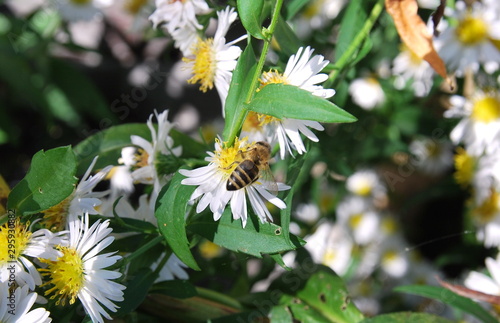 Wildbiene, Insekten, Biene, Herbstaster, Aster, Insektensterben, Artenvielfalt, Natur, Sonne, Landwirtschaft, Bio, Garten, Sandbiene, Aster, Wilde Biene, Artensterben, Bienenweide, Pestizide, photo