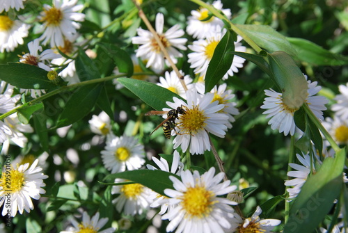 Wildbiene  Insekten  Biene  Herbstaster  Aster  Insektensterben  Artenvielfalt  Natur  Sonne  Landwirtschaft  Bio  Garten  Sandbiene  Aster  Wilde Biene  Artensterben  Bienenweide  Pestizide 