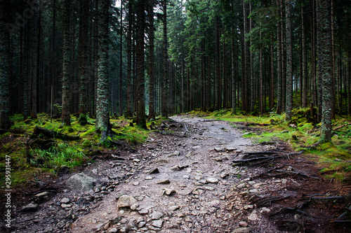 Fotografia Dark spruce forest after rain