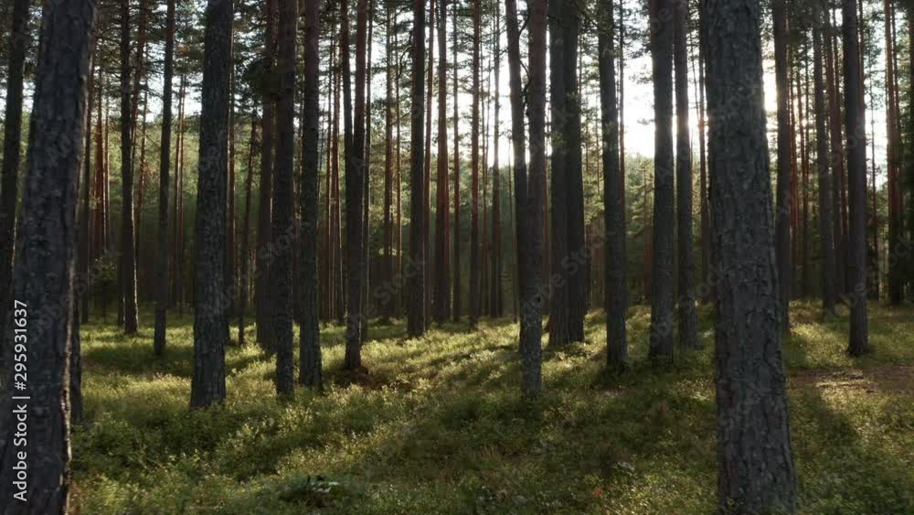 Through the forest with drone Through the forest with drone