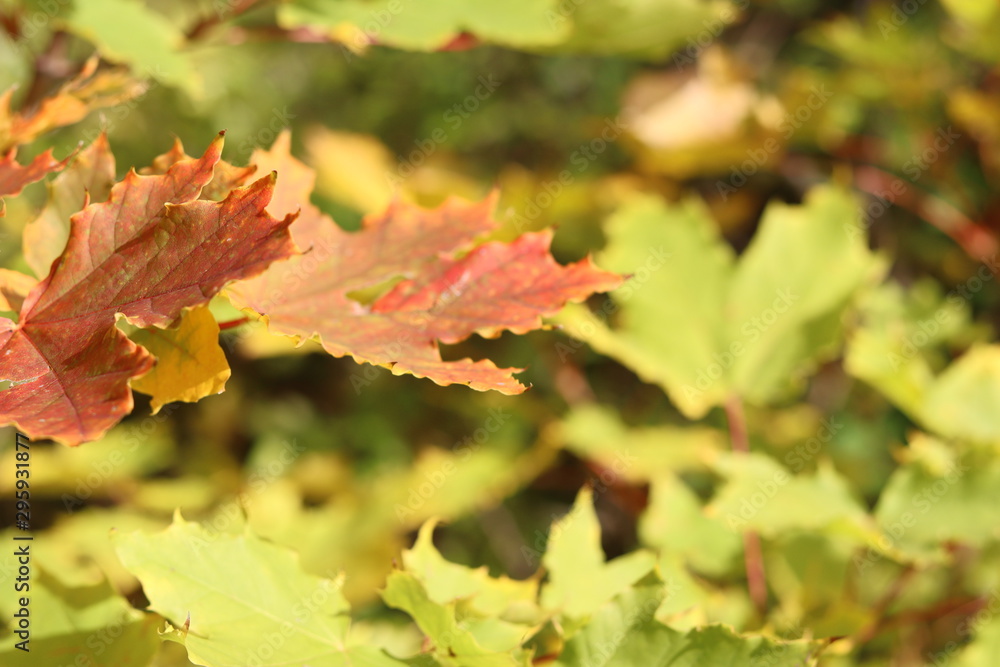 maple leaves in autumn maple leaves in autumn