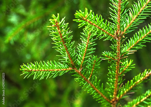 branch of a Christmas tree on a blurred natural background