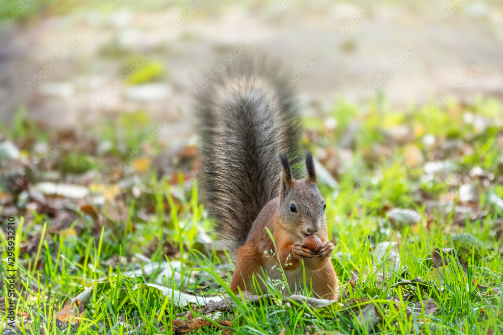 Autumn squirrel with nut on green grass with fallen yellow leaves Autumn squirrel with nut on green grass with fallen yellow leaves