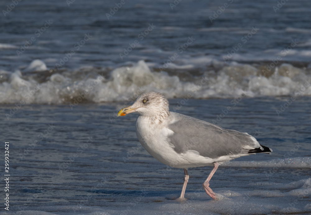 Seagull in the air and in the water and on the beach. Seagull in the air and in the water and on the beach.