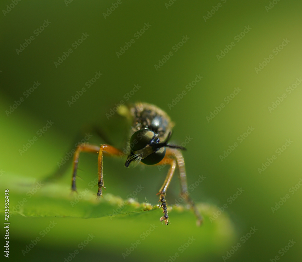 Naklejka premium Fliege