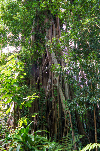 trees in the forest