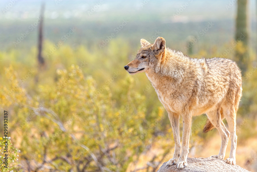 Coyote in the Wild Desert Observing the Horizon Coyote in the Wild Desert Observing the Horizon