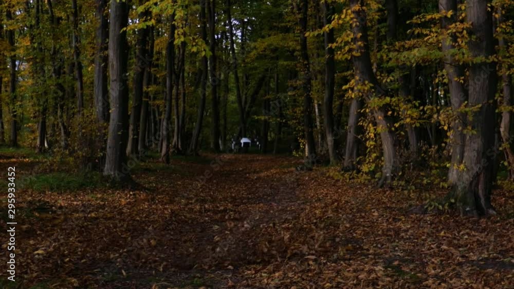 drone flying over leaves in autumn forest drone flying over leaves in autumn forest