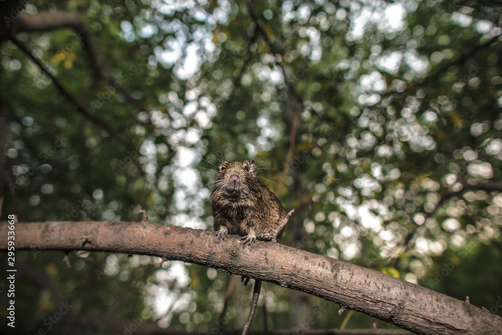 rodent degu climbed on a tree branch, forest background rodent degu climbed on a tree branch, forest background