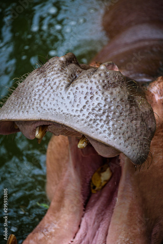 The head of the adult hippo...