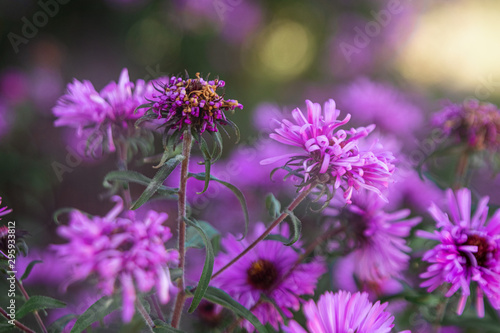 purple flowers in the field close-up. Nature concept