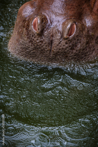 Hippopotamus, Hippo living ...