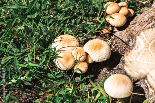 Mushrooms by a tree, nature, Portugal