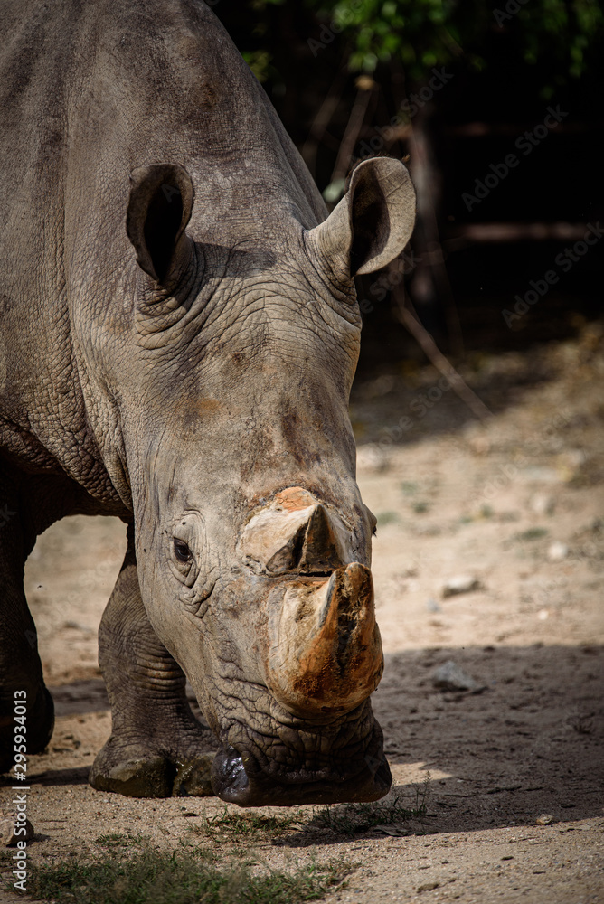 Fototapeta premium eye of rhino, rhino skin texture