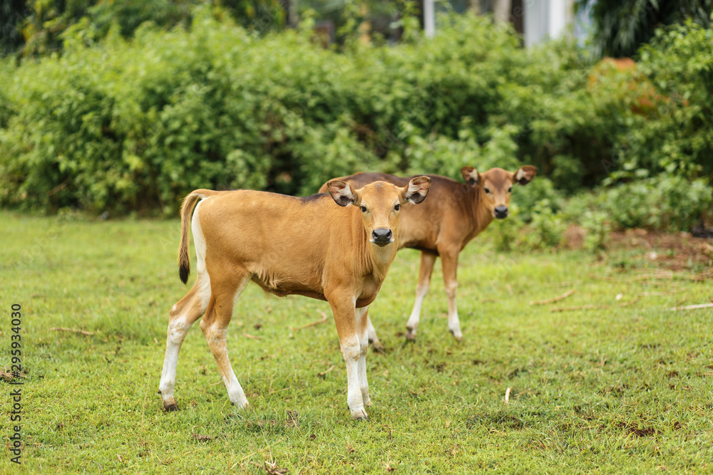 A herd of tropical light Asian cow calves graze on green grass. A herd of tropical light Asian cow calves graze on green grass.