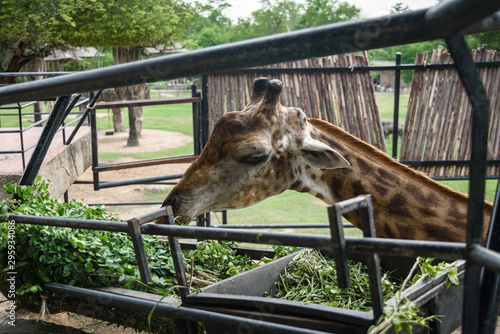 Giraffes are eating food th...