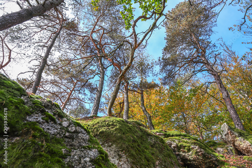 mischwälder mischwälder