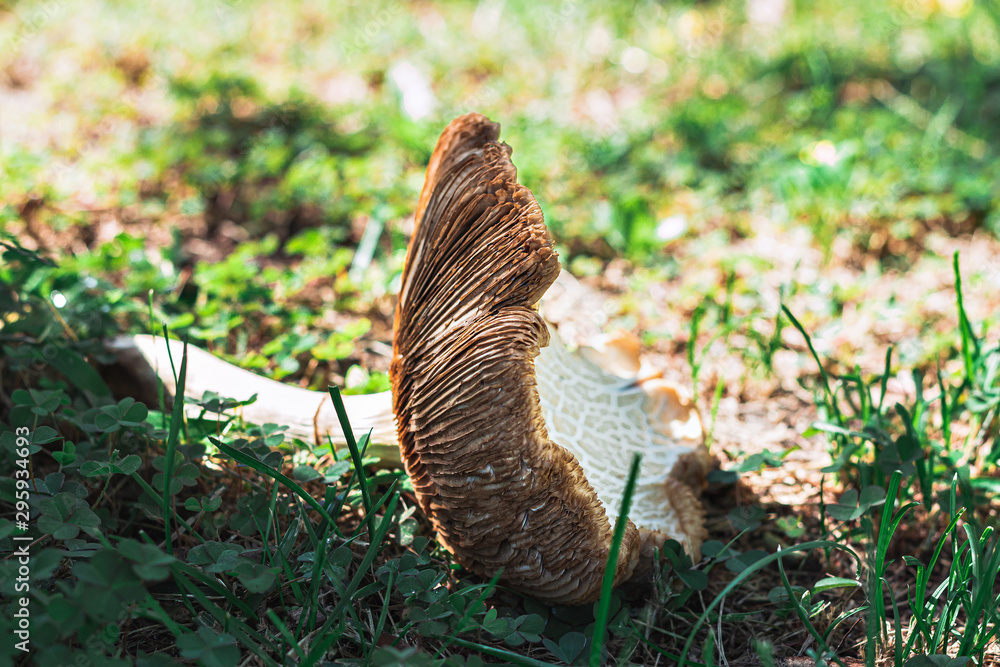 Mushrooms by a tree, nature, Portugal Mushrooms by a tree, nature, Portugal