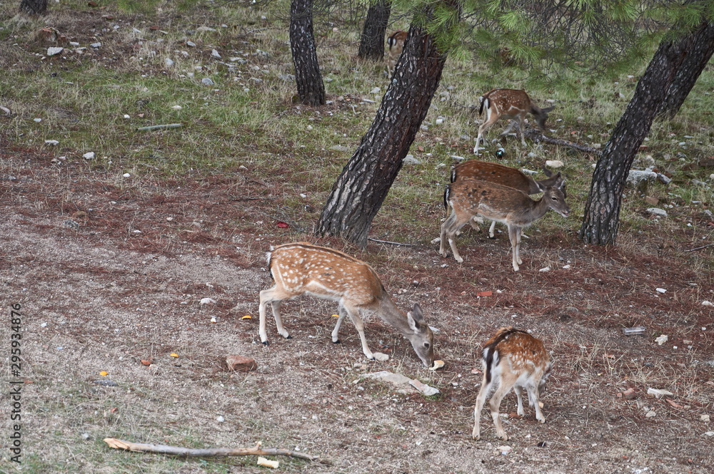 Fototapeta premium Una manada de gamos en el monte de El Pardo de Madrid. España