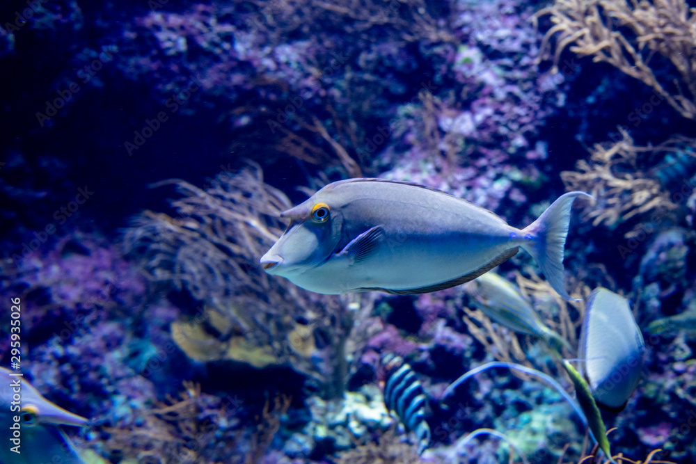 Fototapeta premium fishes in the ocean