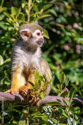 Squirrel Monkey Sitting in a Tree in the Sun