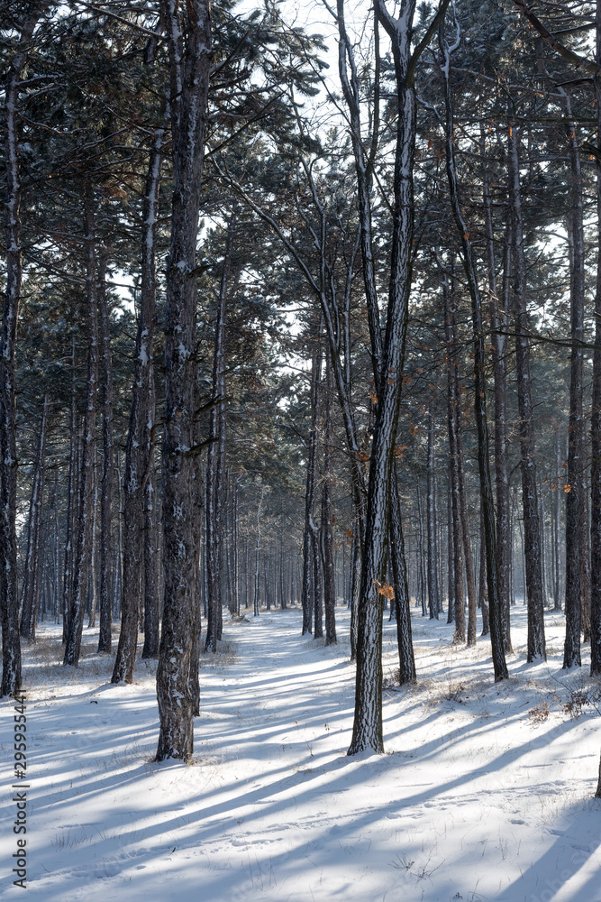 Forest in the winter. Beautiful winter forest landscape with snow and icing. Snow in a snowy forest Forest in the winter. Beautiful winter forest landscape with snow and icing. Snow in a snowy forest