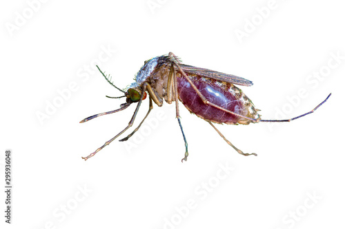 Close up of Mosquito isolate sucking human blood with white background in Thailand. Clipping path.