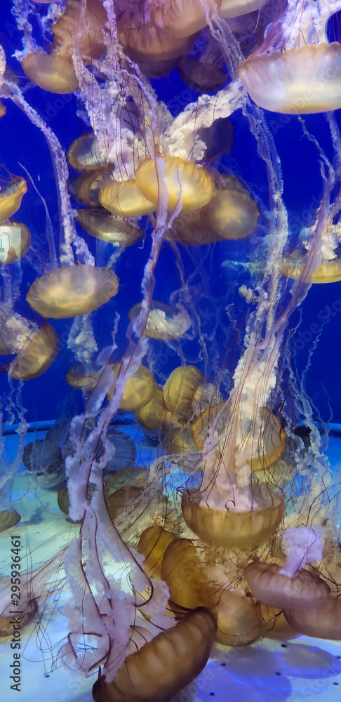 Obraz premium Nadando con las medusas