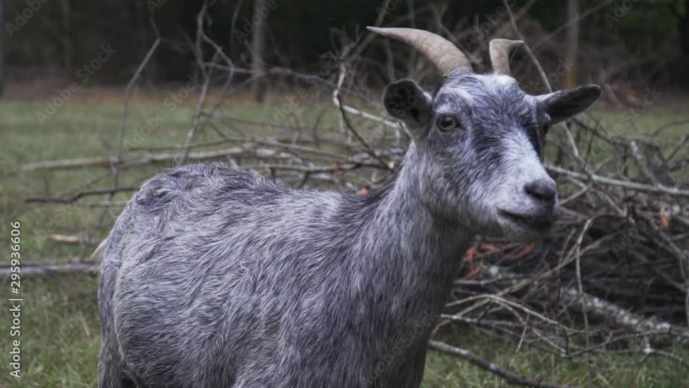 Medium Shot View of Nubian Goat looking towards camera. Medium Shot View of Nubian Goat looking towards camera.