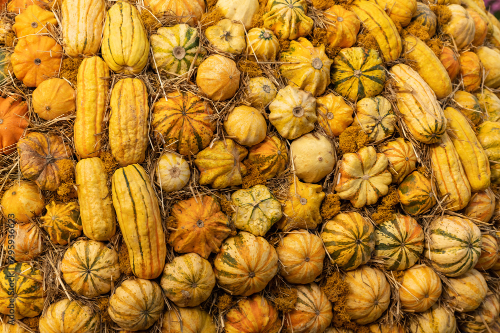 a group of miniature pumpkins shot from above a group of miniature pumpkins shot from above