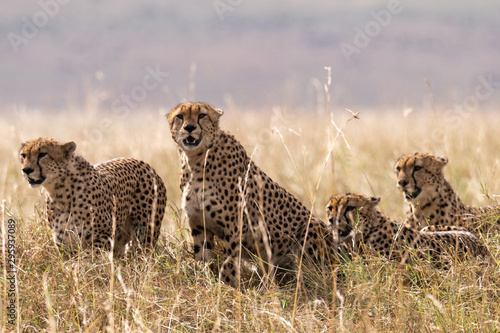 Cheetahs © Penny Hegyi