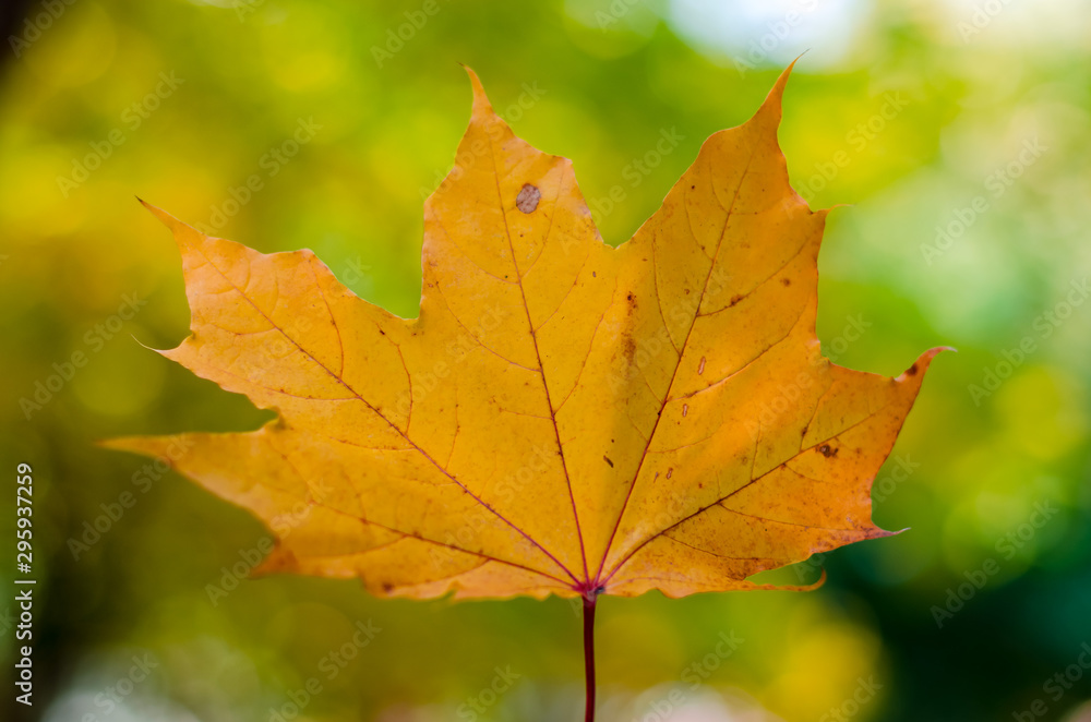 Fall. Autumn nature card. Yellow leaf on the bright sunshine. Fall. Autumn nature card. Yellow leaf on the bright sunshine.