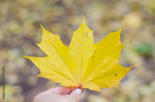 Fall. Autumn nature card. Yellow leaf on the bright sunshine.