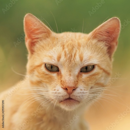 ginger cat portrait, close-up face with an interesting look.