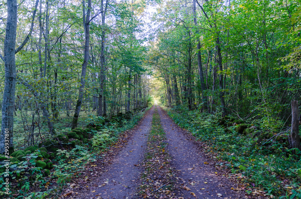 Fototapeta premium Light in the tunnel by a fall colored country road