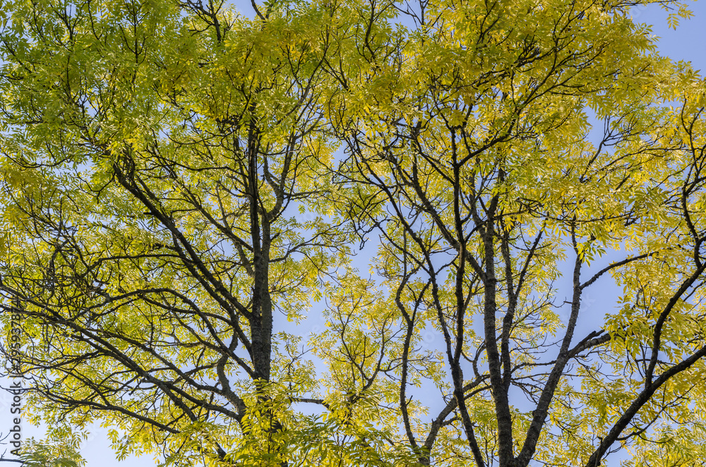 Colorful ash tree by fall season
