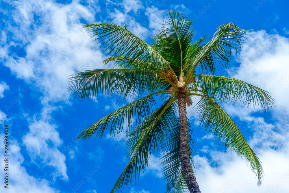 Looking upward on A Hawaiian Palm Tree