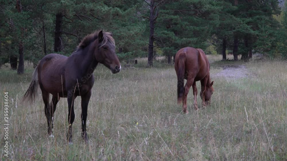 Two horses grazing pastures in open field next to the woods on a summer day. Two horses grazing pastures in open field next to the woods on a summer day.