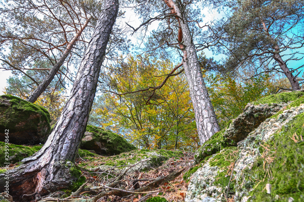 mischwälder mischwälder