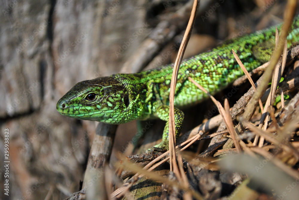 Fototapeta premium Emerald green lizard on ground with dry pine needles, macro close up detail, soft blurry bokeh background