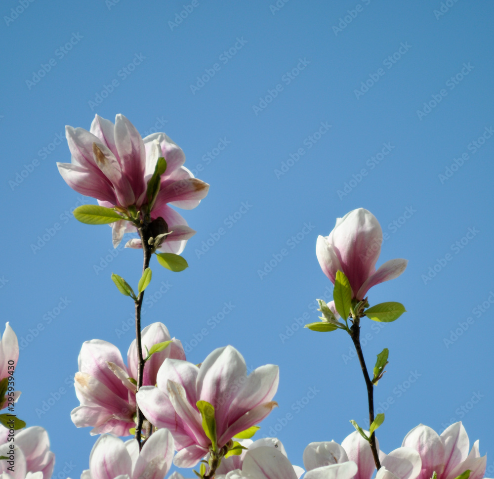 Spring magnolia Spring magnolia