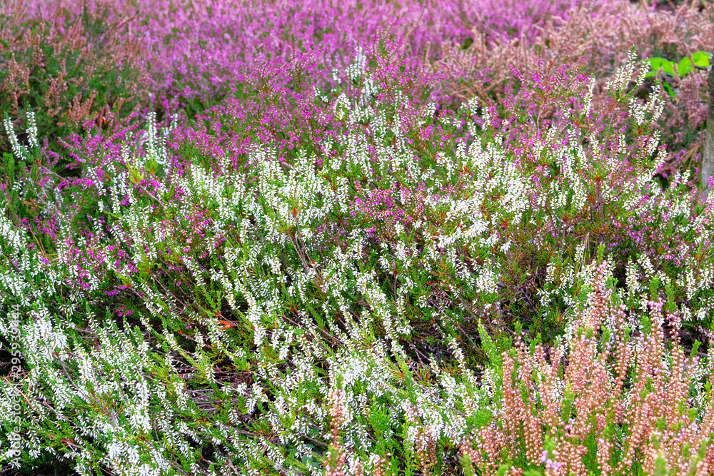 White heather flowers on meadow on sunny day, close-up. Nature blooming background. Calluna vulgaris. White heather flowers on meadow on sunny day, close-up. Nature blooming background. Calluna vulgaris.