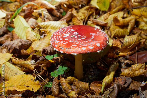Toxic and hallucinogen mushroom Fly Agaric in grass on autumn forest background. Red poisonous Amanita Muscaria fungus macro close up in natural environment.