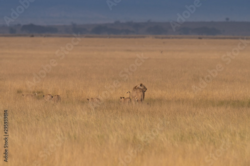 Lion kenya