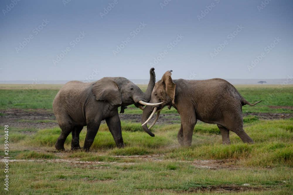 Elephants fighting