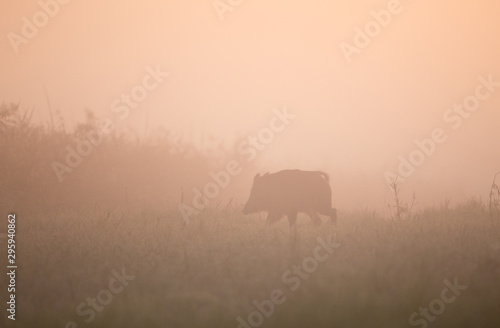 Wild boar walking in forest on foggy morning © Budimir Jevtic