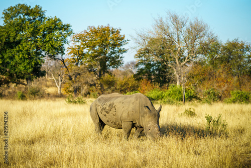 white rhino without horns in kruger national park, south africa 10