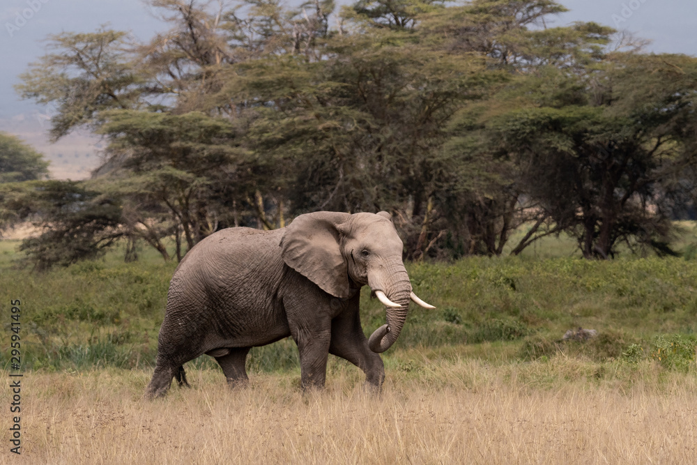 Fototapeta premium Elephants Kenya